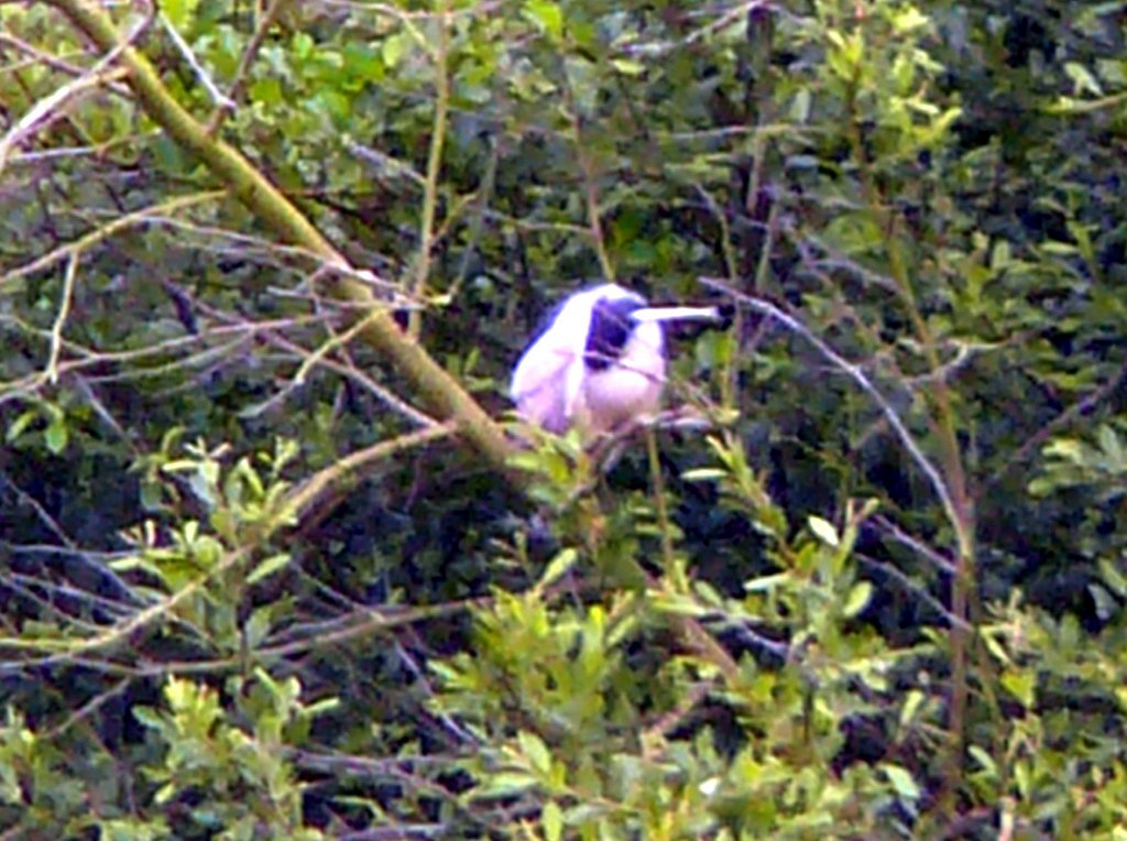 2012-06-24-Ornithologie à Écluzelles
